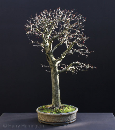 Hawthorn bonsai